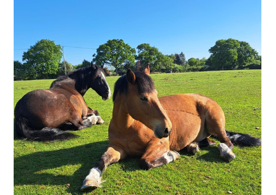 Voucher Template 11721